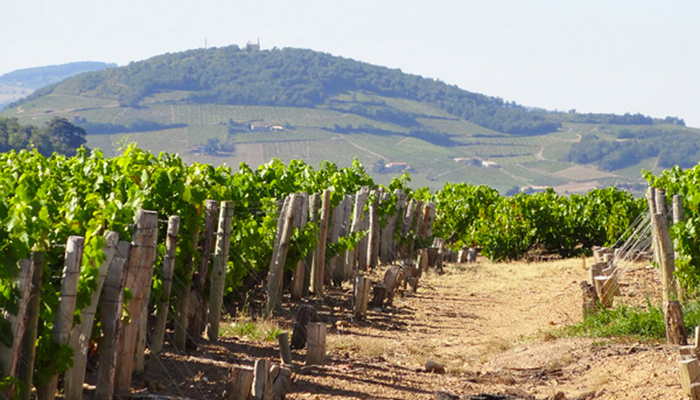 vignes beaujolais 